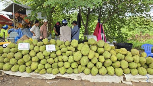 SẦU RIÊNG RỚT GIÁ: 'PHÉP THỬ' KHẮC NGHIỆT VỚI NGÀNH HÀNG TỶ ĐÔ