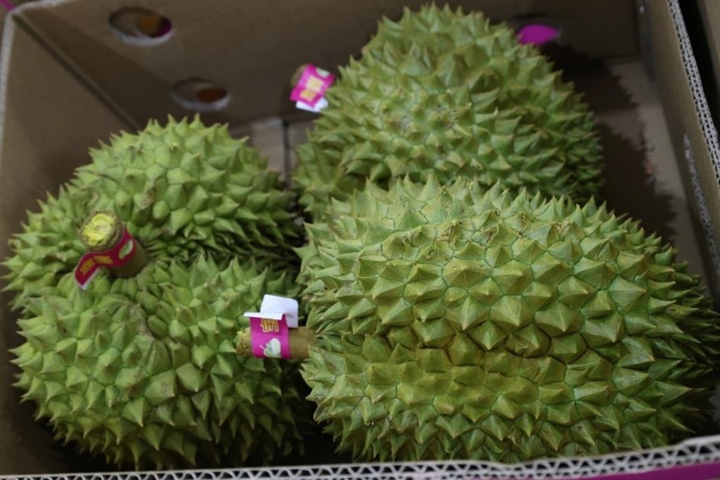 KHUYẾN CÁO NÔNG DÂN KHÔNG BÁN SẦU RIÊNG NON - BẢO VỆ UY TÍN VÀ TƯƠNG LAI “SẦU RIÊNG ĐẠ HUOAI"